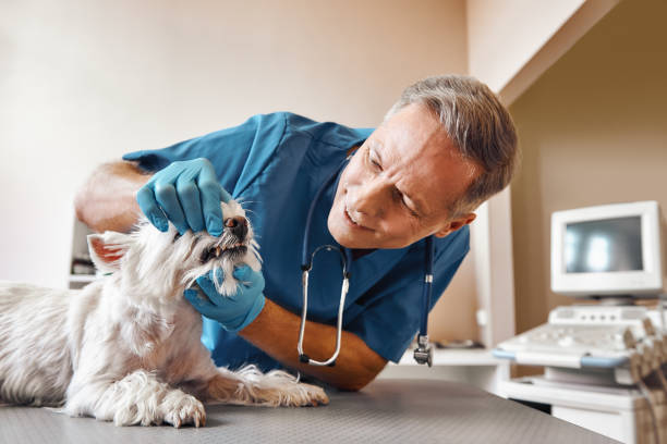 Best Emergency Root Canal Treatment in Uvalde Estates, TX